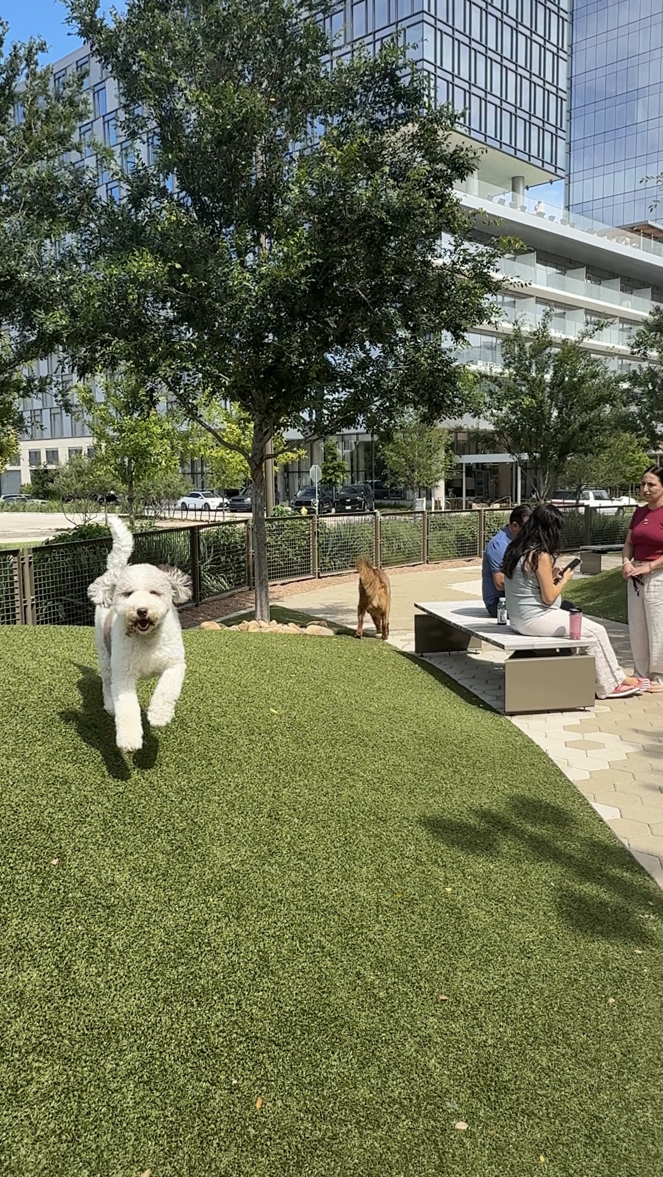 Dog running through the Happy FurEver Dog Park at Kaleidoscope Park in Frisco, Texas